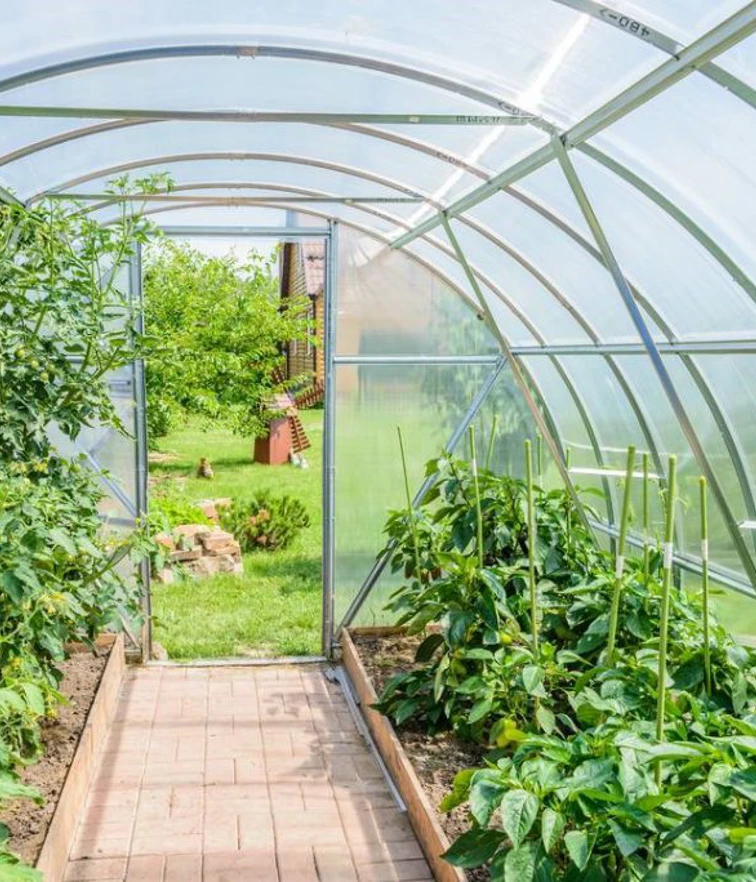 View inside a greenhouse filled with rows of leafy green plants, with sunlight streaming through the curved transparent roof and a garden visible outside. View inside a greenhouse filled with rows of leafy green plants, with sunlight streaming through the curved transparent roof and a garden visible outside.